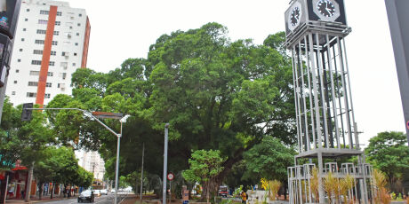 Campo Grande celebra liderança no ranking de arborização urbana