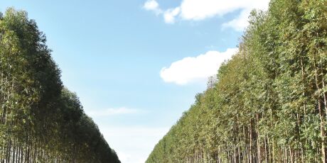 Governo firma parceria para aprimorar o crescimento de eucalipto em MS