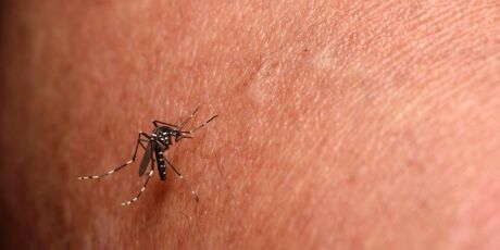 Mar&ccedil;o fecha com chikungunya 7x mais letal que o pior ano da s&eacute;rie hist&oacute;rica em MS