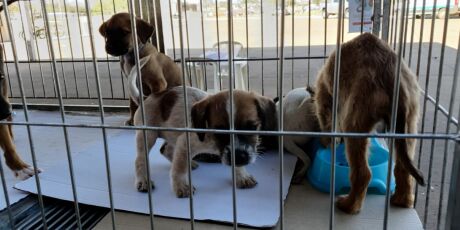Campo Grande tem 180 dias para criar abrigo que acolha c&atilde;es e gatos abandonados