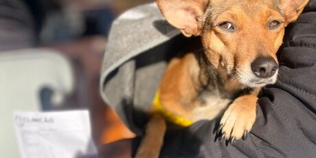 Justi&ccedil;a confirma omiss&atilde;o e obriga Munic&iacute;pio a criar rede de acolhimento para animais 