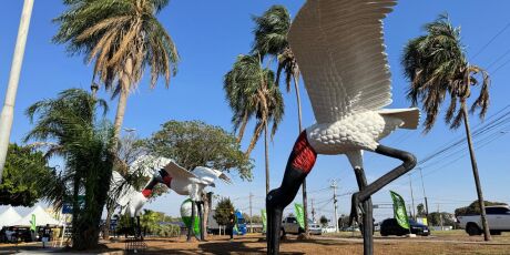 Tuiuiús são revitalizados e devolvem símbolo cultural a Campo Grande