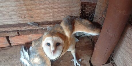 PMA resgata coruja-suindara ferida e tr&ecirc;s filhotes em MS