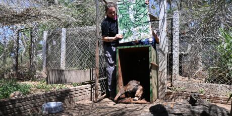 De &oacute;rf&atilde;os a sobreviventes: filhotes de tamandu&aacute; se preparam para voltar &agrave; natureza