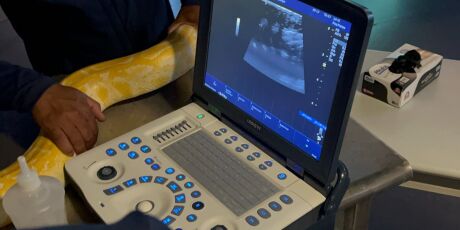 Serpente albina do Bioparque Patanal, Capitu faz "check-up" e ultrassom