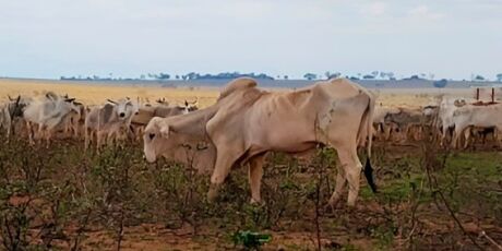 Fazendeiro &eacute; multado por manter 737 bois em condi&ccedil;&otilde;es de maus tratos em MS