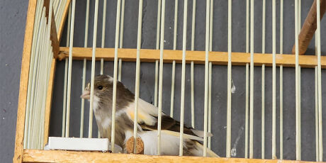 Com alvos em MS, opera&ccedil;&atilde;o resgata quase 800 animais silvestres e prende 18 pessoas