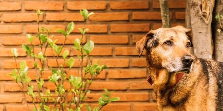 Pet B+: Plantas tóxicas nas calçadas: um risco invisível para os pets