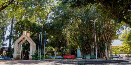 Avenida Ernesto Geisel ser&aacute; interditada para remo&ccedil;&atilde;o de &aacute;rvores no Horto Florestal