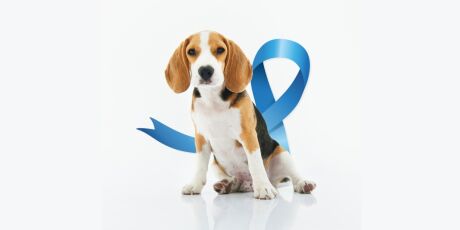 Pet B+: Câncer de próstata em pets: o perigo que poucos tutores conhecem. Veja aqui!