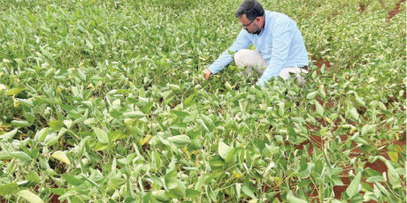 Produtores rurais renegociaram mais de R$ 212 milh&otilde;es em d&iacute;vidas em MS 