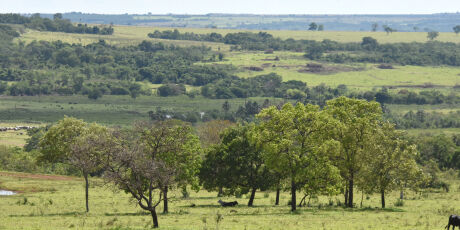 MS &eacute; habilitado para receber recursos por redu&ccedil;&atilde;o de emiss&atilde;o de carbono