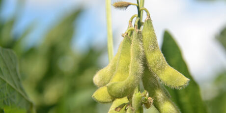Crescimento m&eacute;dio do PIB de MS puxado pelo Agro supera o da China, afirma economista&nbsp;
