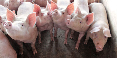 MS aprova R$ 35 milh&otilde;es para investimentos na suinocultura no Estado