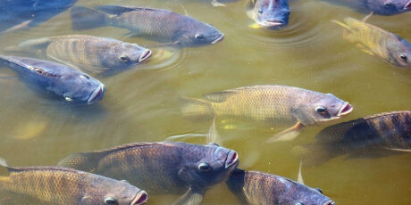 Exportação de pescados quintuplica em MS, mas tilápia corre risco de restrição