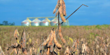 MS deve terminar o ano com mais de R$ 76 bilh&otilde;es em produ&ccedil;&atilde;o agropecu&aacute;ria