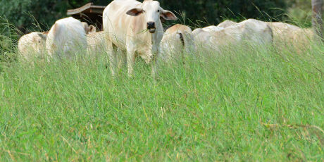 Fiscalização de propriedades rurais faz MS virar vitrine do Brasil na COP30