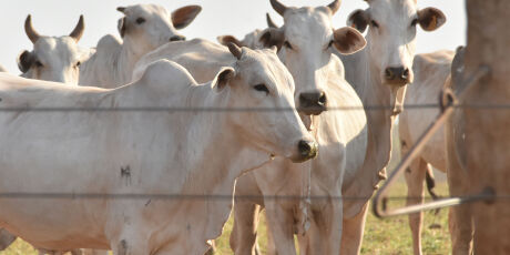 Crédito agrícola recua 41% em Mato Grosso do Sul e atinge R$ 799 milhões