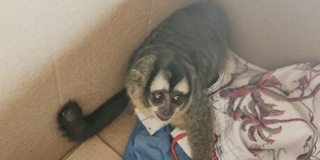 Macaco-da-noite &eacute; socorrido por morador ap&oacute;s tomar choque na rede el&eacute;trica