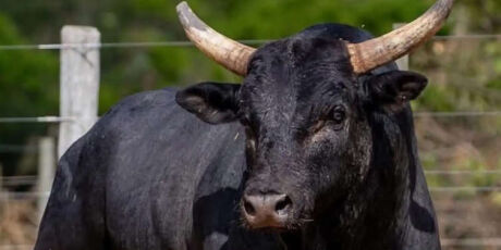Leil&atilde;o em Campo Grande quebra recorde com venda do touro mais caro do Brasil por R$ 1,2 milh&atilde;o
