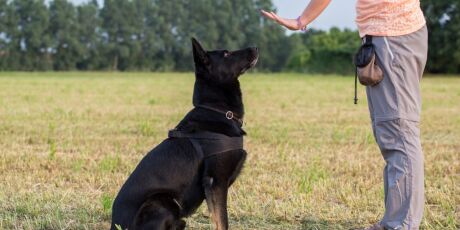 Pet B+: Saiba aqui em quais ocasiões é preciso contratar um adestrador