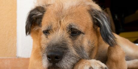 Hotel que perdeu cachorro ter&aacute; que indenizar tutores 