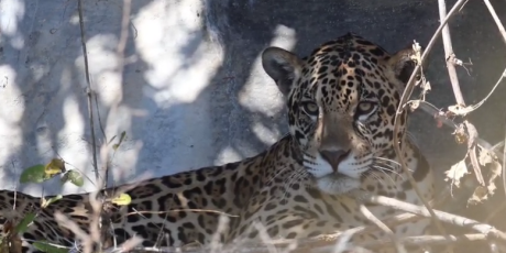 Moradores de regi&atilde;o que registrou ataques de on&ccedil;a-pintada recebem instru&ccedil;&otilde;es