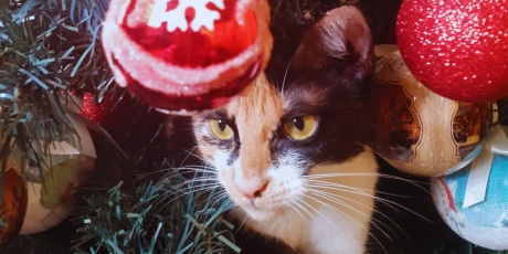 Seu gato destr&oacute;i a &aacute;rvore de Natal? Veja dicas de enfeites 