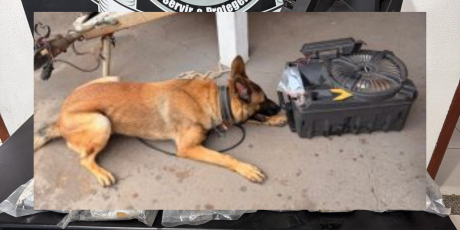 C&atilde;o farejador da pol&iacute;cia K9 d&aacute; preju&iacute;zo de R$ 562 mil ao tr&aacute;fico