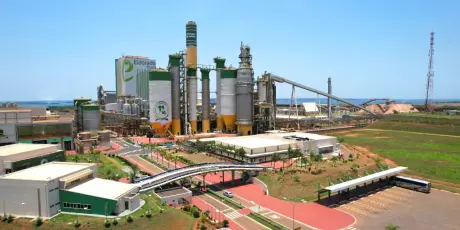 Megafábrica dá primeiros passos para ampliar o ritmo de plantio de eucalipto