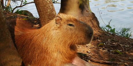 Ficar perto das capivaras exige cuidado e limites; entenda os riscos