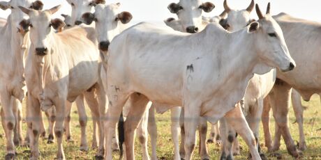 Fios soltos matam rebanho e empresa de energia ter&aacute; que pagar R$ 85 mil &agrave; fazenda