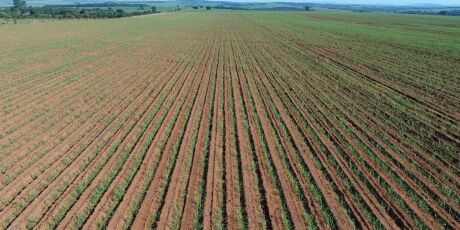 Empresa de bionergia é multada em R$ 5,8 milhões por incêndio em fazenda