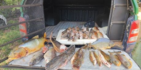 Pescador profissional &eacute; multado por armazenar peixes nativos