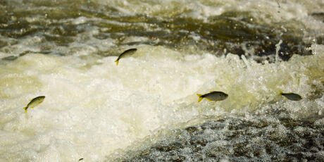 Lula edita MP que aperta regras para concess&atilde;o do seguro-defeso