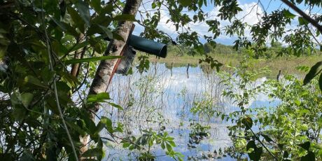 Bilionário Jeff Bezos investirá milhões em projeto de IA no Pantanal