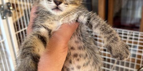 Feira de ado&ccedil;&atilde;o tem gatos &agrave; espera de um lar neste s&aacute;bado (22)