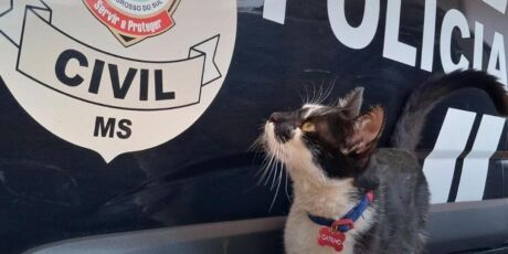 Delegacia da Mulher "contrata" gato para dar suporte emocional a vítimas de violência doméstica