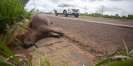 Atropelamento de animal volta a provocar acidente grave no anel viário
