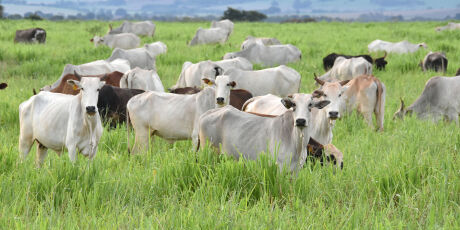 Com 4,7 milh&otilde;es de hectares de &aacute;reas degradadas pass&iacute;veis de recupera&ccedil;&atilde;o, MS &eacute; destaque nacional