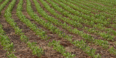 Na contram&atilde;o do Pa&iacute;s, MS v&ecirc; triplicar a ades&atilde;o de produtores ao seguro rural