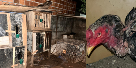 Rinha de galos &eacute; descoberta a poucos metros de quartel da PM 