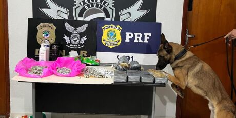 Cão policial ajuda a prender traficantes em operação da Polícia Civil