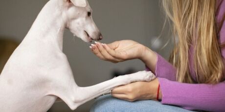 Pet B+: Pets enjoam da ra&ccedil;&atilde;o? Entenda os motivos do seu animal perder o interesse pelo alimento