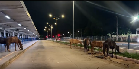 Cavalos invadem avenida e s&atilde;o recolhidos no Terminal Guaicurus