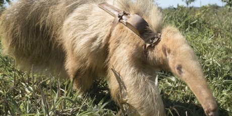 Raro: tamandu&aacute;-bandeira albino surpreende pesquisadores