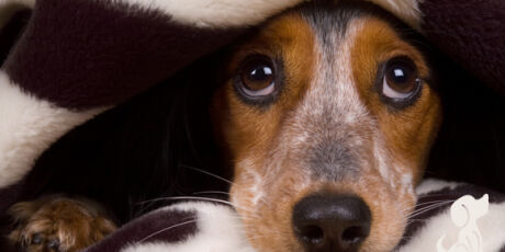 Veterin&aacute;rios alertam para cuidados com pets durante fogos no fim de ano