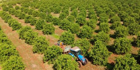 Citricultura deve ganhar mais 30 mil hectares em MS nos próximos anos