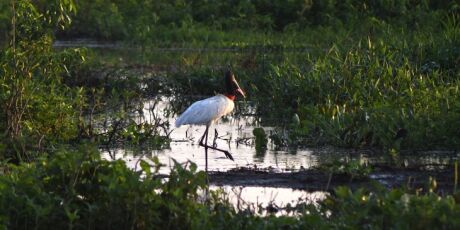 Fundo Pantanal indeniza desde banqueiro a gigante do agro