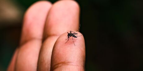 Wolbachia reduziu mais de 60% dos casos de dengue em Campo Grande